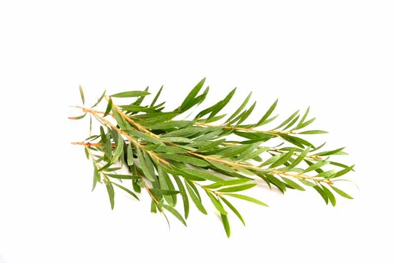 Tea tree oil